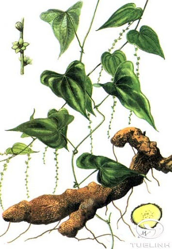 Cây Củ mài gừng. Dioscorea zingiberensis C.H. Wright - Cây Thuốc Nam Quanh Ta